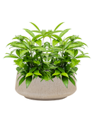 Pot raindrop bowl beige