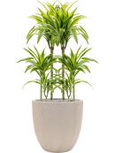 Pot raindrop couple beige