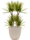 Pot raindrop couple beige