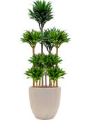 Pot raindrop couple beige