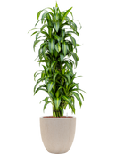 Pot raindrop couple beige