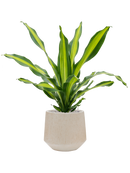 Pot raindrop darcy beige