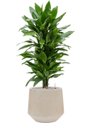 Pot raindrop darcy beige