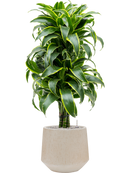 Pot raindrop darcy beige