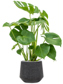 Pot raindrop darcy anthracite