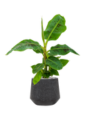 Pot raindrop darcy anthracite