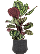 Pot raindrop darcy anthracite