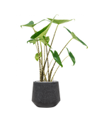 Pot raindrop darcy anthracite