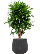 Pot raindrop darcy anthracite