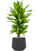 Pot raindrop darcy anthracite