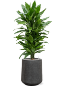 Pot raindrop darcy anthracite