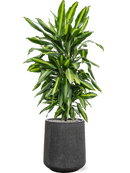 Pot raindrop darcy anthracite