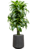 Pot raindrop darcy anthracite