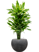 Pot raindrop globe anthracite