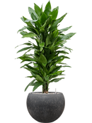 Pot raindrop globe anthracite