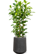 Pot raindrop darcy anthracite