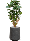 Pot raindrop darcy anthracite