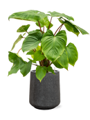 Pot raindrop darcy anthracite
