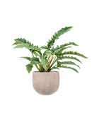 Pot terra cotta couple marron