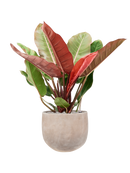 Pot terra cotta couple marron