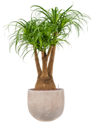 Pot terra cotta couple marron