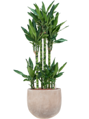 Pot terra cotta couple marron