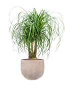 Pot terra cotta couple marron