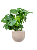 Pot terra cotta couple marron