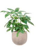 Pot terra cotta couple marron