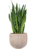 Pot terra cotta couple marron