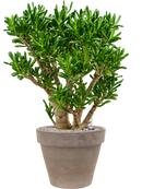 Pot terra cotta couple grise