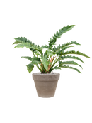 Pot terra cotta couple grise