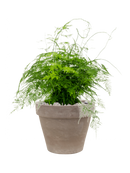 Pot terra cotta couple grise