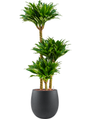 Pot grigio emperor anthracite