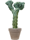 Pot terra cotta couple grise