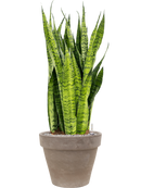 Pot terra cotta couple grise