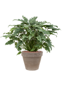 Pot terra cotta couple grise