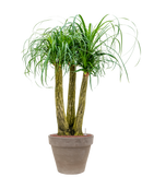 Pot terra cotta couple grise