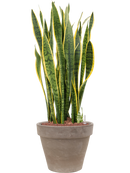 Pot terra cotta couple grise