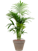 Pot terra cotta couple grise