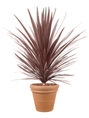 Pot terra cotta couple orange