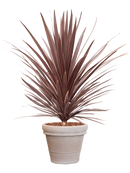 Pot terra cotta couple grise