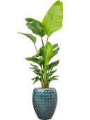 Pot laos emperor bleue