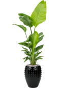 Pot laos emperor noire