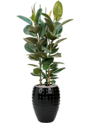 Pot laos emperor noire