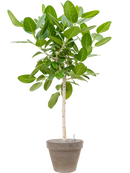 Pot terra cotta couple grise