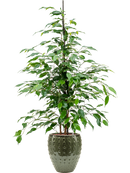 Pot laos emperor verte