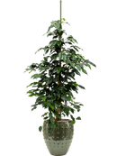 Pot laos emperor verte