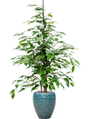 Pot laos emperor bleue