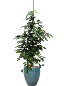 Pot laos emperor bleue